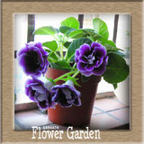 Best-Selling!9 Colors Gloxinia Seeds Perennial Flowering Plants Sinningia Speciosa Bonsai Balcony,100 PCS/Bag,#XV6RKP