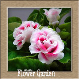 Best-Selling!9 Colors Gloxinia Seeds Perennial Flowering Plants Sinningia Speciosa Bonsai Balcony,100 PCS/Bag,#XV6RKP