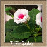 Best-Selling!9 Colors Gloxinia Seeds Perennial Flowering Plants Sinningia Speciosa Bonsai Balcony,100 PCS/Bag,#XV6RKP