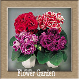 Best-Selling!9 Colors Gloxinia Seeds Perennial Flowering Plants Sinningia Speciosa Bonsai Balcony,100 PCS/Bag,#XV6RKP