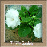 Best-Selling!9 Colors Gloxinia Seeds Perennial Flowering Plants Sinningia Speciosa Bonsai Balcony,100 PCS/Bag,#XV6RKP