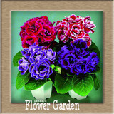 Best-Selling!9 Colors Gloxinia Seeds Perennial Flowering Plants Sinningia Speciosa Bonsai Balcony,100 PCS/Bag,#XV6RKP