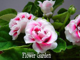 Best-Selling!9 Colors Gloxinia Seeds Perennial Flowering Plants Sinningia Speciosa Bonsai Balcony,100 PCS/Bag,#XV6RKP