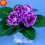 Best-Selling!9 Colors Gloxinia Seeds Perennial Flowering Plants Sinningia Speciosa Bonsai Balcony,100 PCS/Bag,#XV6RKP