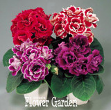 Best-Selling!9 Colors Gloxinia Seeds Perennial Flowering Plants Sinningia Speciosa Bonsai Balcony,100 PCS/Bag,#XV6RKP