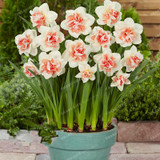 Best-Selling!Beautiful Narcissus Flower Balcony Plants Daffodil Seeds Absorption Radiation Narcissus Tazetta Seeds,100 PCS