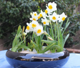 Best-Selling!Beautiful Narcissus Flower Balcony Plants Daffodil Seeds Absorption Radiation Narcissus Tazetta Seeds,100 PCS
