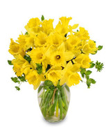 Best-Selling!Beautiful Narcissus Flower Balcony Plants Daffodil Seeds Absorption Radiation Narcissus Tazetta Seeds,100 PCS