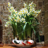 Best-Selling!Beautiful Narcissus Flower Balcony Plants Daffodil Seeds Absorption Radiation Narcissus Tazetta Seeds,100 PCS