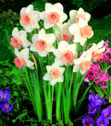 Best-Selling!Beautiful Narcissus Flower Balcony Plants Daffodil Seeds Absorption Radiation Narcissus Tazetta Seeds,100 PCS