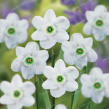 Best-Selling!Beautiful Narcissus Flower Balcony Plants Daffodil Seeds Absorption Radiation Narcissus Tazetta Seeds,100 PCS