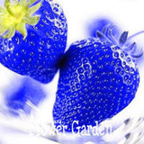 Best-Selling!50 PCS/Lot Blue Rare Fruits And Vegetables Strawberry Seeds Home Garden Fruits Potted Plant,#VYO7Y1