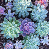 Best-selling 100pcs Japanese Succulents Seeds Rare Indoor Flower Mini Cactus Seeds fleshier plant Polygon flower seeds for sale