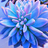 Best-selling 100pcs Japanese Succulents Seeds Rare Indoor Flower Mini Cactus Seeds fleshier plant Polygon flower seeds for sale