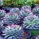 Best-selling 100pcs Japanese Succulents Seeds Rare Indoor Flower Mini Cactus Seeds fleshier plant Polygon flower seeds for sale