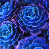 Best-selling 100pcs Japanese Succulents Seeds Rare Indoor Flower Mini Cactus Seeds fleshier plant Polygon flower seeds for sale