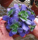 Best-selling 100pcs Japanese Succulents Seeds Rare Indoor Flower Mini Cactus Seeds fleshier plant Polygon flower seeds for sale