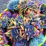 Best-selling 100pcs Japanese Succulents Seeds Rare Indoor Flower Mini Cactus Seeds fleshier plant Polygon flower seeds for sale