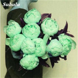 Chinese National Flower 5 Pcs Peony Seeds Potted Plant Paeonia Suffruticosa Tree Terrace Courtyard Light Up Your Personal Garden
