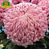 Chinese mum plant Chrysanthemum Seeds 200PCS Rare Perennial Flower Seeds Indoor Bonsai Plants For Home &amp; Garden mixed color
