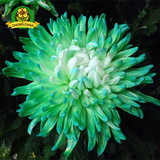 Chinese mum plant Chrysanthemum Seeds 200PCS Rare Perennial Flower Seeds Indoor Bonsai Plants For Home &amp; Garden mixed color