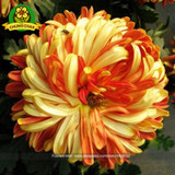 Chinese mum plant Chrysanthemum Seeds 200PCS Rare Perennial Flower Seeds Indoor Bonsai Plants For Home &amp; Garden mixed color