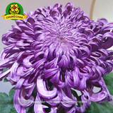 Chinese mum plant Chrysanthemum Seeds 200PCS Rare Perennial Flower Seeds Indoor Bonsai Plants For Home &amp; Garden mixed color