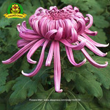 Chinese mum plant Chrysanthemum Seeds 200PCS Rare Perennial Flower Seeds Indoor Bonsai Plants For Home &amp; Garden mixed color
