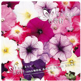 free shipping Flower seeds plant hanging petunia seeds balcony -100 seeds