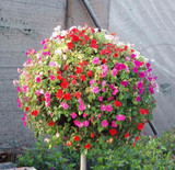 free shipping Flower seeds plant hanging petunia seeds balcony -100 seeds