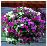 free shipping Flower seeds plant hanging petunia seeds balcony -100 seeds