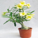 Desert Rose Seeds Potted Flowers Seeds Adenium Obesum Indoor Bonsai Plant Mini Potted Tree For Home Garden Plant 1 Pcs
