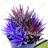 New! 20 P Colorful Cactus Rebutia Variety Mix Exotic Flowering Cacti Rare Cactus Aloe Seed Office Mini Plant Succulent Seed