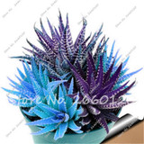 New! 20 P Colorful Cactus Rebutia Variety Mix Exotic Flowering Cacti Rare Cactus Aloe Seed Office Mini Plant Succulent Seed