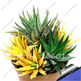 New! 20 P Colorful Cactus Rebutia Variety Mix Exotic Flowering Cacti Rare Cactus Aloe Seed Office Mini Plant Succulent Seed