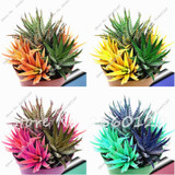 New! 20 P Colorful Cactus Rebutia Variety Mix Exotic Flowering Cacti Rare Cactus Aloe Seed Office Mini Plant Succulent Seed