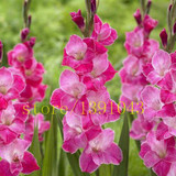 Gladiolus seeds, 100 pcs gladiolus flower seeds, 95% germination, rare sword lily flower for home garden