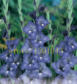 Gladiolus seeds, 100 pcs gladiolus flower seeds, 95% germination, rare sword lily flower for home garden