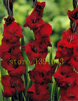 Gladiolus seeds, 100 pcs gladiolus flower seeds, 95% germination, rare sword lily flower for home garden