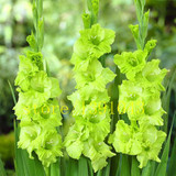 Gladiolus seeds, 100 pcs gladiolus flower seeds, 95% germination, rare sword lily flower for home garden