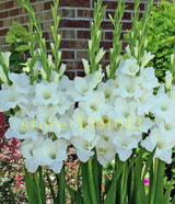 Gladiolus seeds, 100 pcs gladiolus flower seeds, 95% germination, rare sword lily flower for home garden