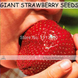 Free shipping 500 Seeds / Pack, Super Giant Strawberry Fruit Seed Apple Sized Home Garden