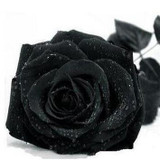 2018 Hot Sale Flowers seeds Mix Colors Rose seed 200pcs Rare Rainbow Rose Garden Home Planting DIY Love Gift Free shpping