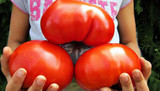 Free Shipping 200 pcs Big Tomato Seeds giant tomato vegetable and fruit seeds Organic heirloom seeds vegetables herb food