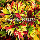 Free Shipping 100pcs Rare Coleus Blumei Seeds,Rare Flower Seeds Potted Begonia Plants for Garden Balcony Coleus Seeds For Sale