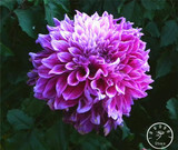 Free Shipping 100pcs Multi-Colored Dahlia Seeds bonsai flower plant seeds for home &amp; garden,#U4R4DS