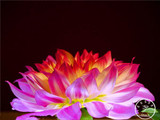 Free Shipping 100pcs Multi-Colored Dahlia Seeds bonsai flower plant seeds for home &amp; garden,#U4R4DS