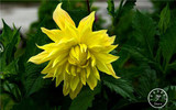 Free Shipping 100pcs Multi-Colored Dahlia Seeds bonsai flower plant seeds for home &amp; garden,#U4R4DS