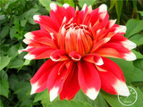 Free Shipping 100pcs Multi-Colored Dahlia Seeds bonsai flower plant seeds for home &amp; garden,#U4R4DS