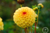 Free Shipping 100pcs Multi-Colored Dahlia Seeds bonsai flower plant seeds for home &amp; garden,#U4R4DS